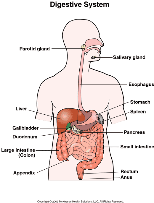 Premier Care Pediatrics Patient Information: Digestive System: Illustration