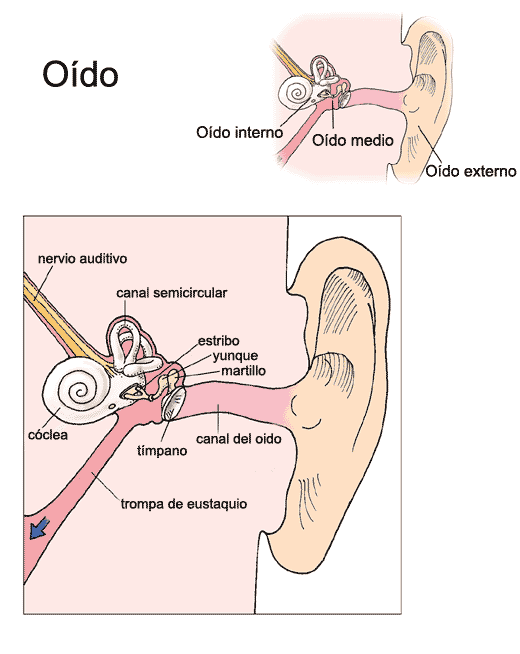 Premier Care Pediatrics Patient Information: Oído: ilustración