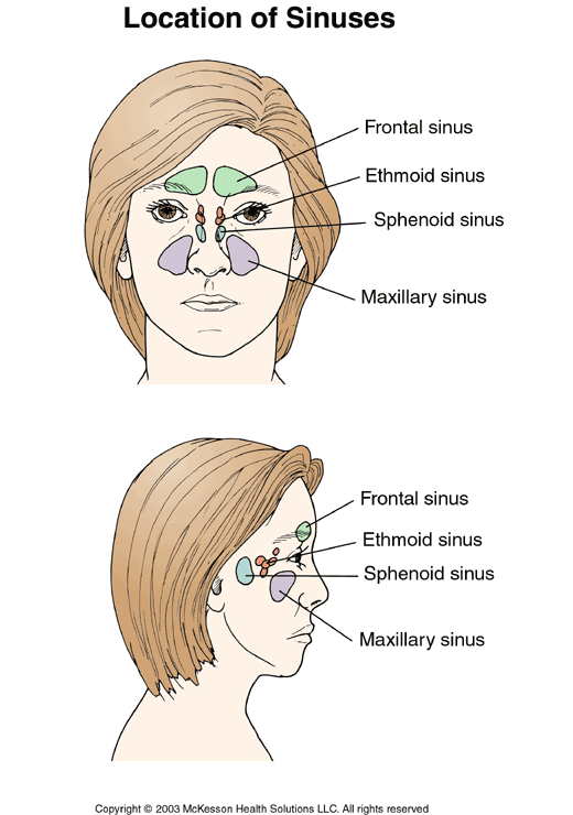 Premier Care Pediatrics Patient Information: Location of Sinuses